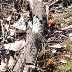 Orthetrum caledonicum (Blue Skimmer) at O'Connor, ACT - 26 Mar 2018 by Alison Milton