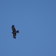 Hieraaetus morphnoides (Little Eagle) at Fyshwick, ACT - 26 Mar 2018 by roymcd