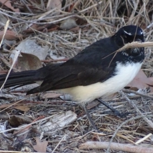 Rhipidura leucophrys at Fyshwick, ACT - 26 Mar 2018 04:35 PM