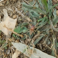 Clubiona sp. (genus) (Unidentified Stout Sac Spider) at Stromlo, ACT - 24 Mar 2018 by SusanneG