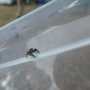 Servaea sp. (genus) at Uriarra Village, ACT - 25 Mar 2018