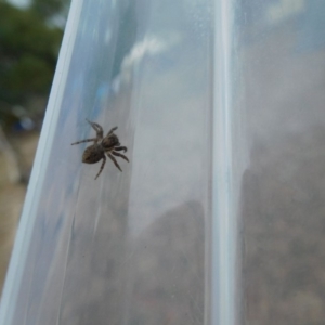 Servaea sp. (genus) at Uriarra Village, ACT - 25 Mar 2018 07:19 AM