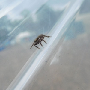 Servaea sp. (genus) at Uriarra Village, ACT - 25 Mar 2018 07:19 AM