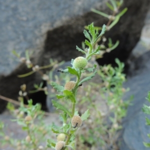 Centipeda cunninghamii at Tennent, ACT - 8 Mar 2018