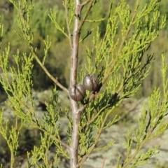 Callitris endlicheri (Black Cypress Pine) at Gigerline Nature Reserve - 14 Mar 2018 by michaelb