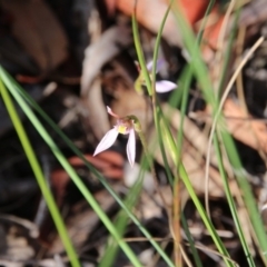 Eriochilus cucullatus (Parson's Bands) at Canberra Central, ACT - 27 Mar 2018 by petersan