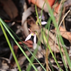 Eriochilus cucullatus (Parson's Bands) at Mount Majura - 26 Mar 2018 by petersan