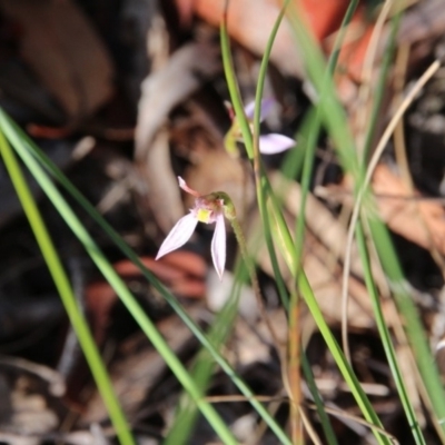 Eriochilus cucullatus (Parson's Bands) at Canberra Central, ACT - 26 Mar 2018 by petersan