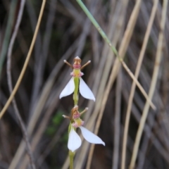 Eriochilus cucullatus at Canberra Central, ACT - 27 Mar 2018