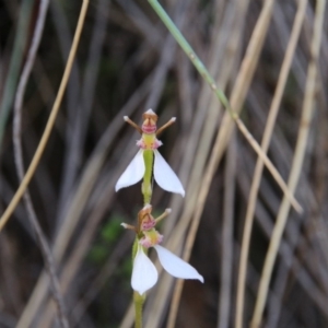 Eriochilus cucullatus at Canberra Central, ACT - 27 Mar 2018