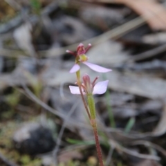 Eriochilus cucullatus at Canberra Central, ACT - 27 Mar 2018