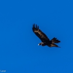 Aquila audax (Wedge-tailed Eagle) at Booth, ACT - 27 Mar 2018 by ajc