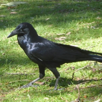 Corvus coronoides (Australian Raven) at Canberra Central, ACT - 19 Mar 2018 by Christine