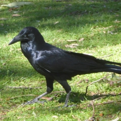 Corvus coronoides (Australian Raven) at ANBG - 19 Mar 2018 by Christine