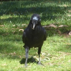 Corvus coronoides at Canberra Central, ACT - 19 Mar 2018 02:52 PM