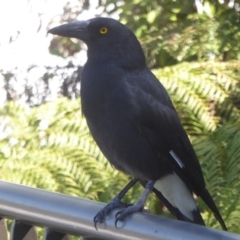 Strepera graculina (Pied Currawong) at Canberra Central, ACT - 19 Mar 2018 by Christine