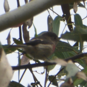 Petroica rosea at Paddys River, ACT - 22 Mar 2018