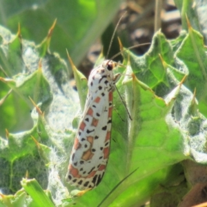 Utetheisa pulchelloides at Fadden, ACT - 27 Mar 2018 12:24 PM