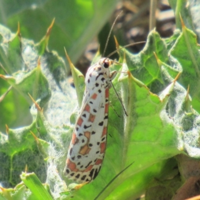 Utetheisa pulchelloides (Heliotrope Moth) at Fadden, ACT - 27 Mar 2018 by KumikoCallaway