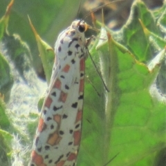 Utetheisa pulchelloides at Fadden, ACT - 27 Mar 2018 12:24 PM