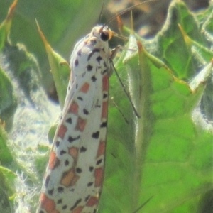 Utetheisa pulchelloides at Fadden, ACT - 27 Mar 2018 12:24 PM