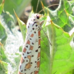 Utetheisa pulchelloides at Fadden, ACT - 27 Mar 2018