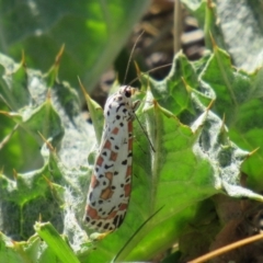 Utetheisa pulchelloides at Fadden, ACT - 27 Mar 2018