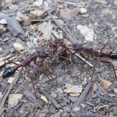 Myrmecia sp. (genus) (Bull ant or Jack Jumper) at Namadgi National Park - 22 Mar 2018 by Christine