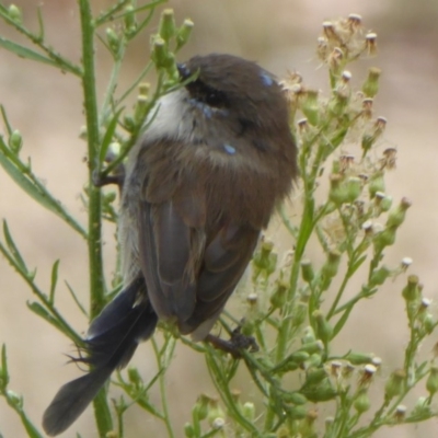 Malurus cyaneus (Superb Fairywren) at Paddys River, ACT - 22 Mar 2018 by Christine