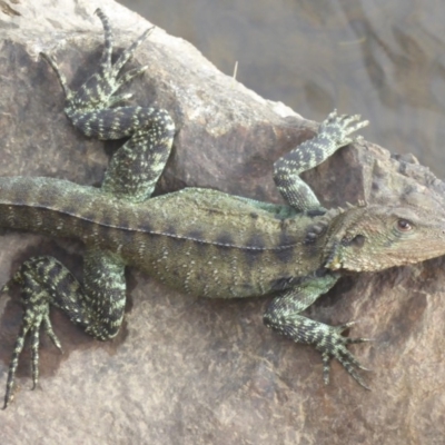 Intellagama lesueurii howittii (Gippsland Water Dragon) at Cotter Reserve - 22 Mar 2018 by Christine