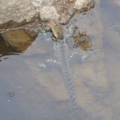 Intellagama lesueurii howittii at Uriarra Village, ACT - 22 Mar 2018