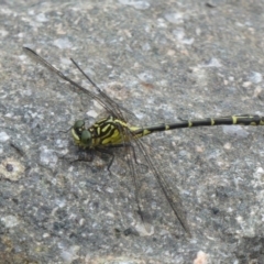 Austrogomphus ochraceus (Jade Hunter) at Cotter Reserve - 22 Mar 2018 by Christine