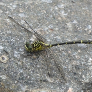 Austrogomphus ochraceus at Uriarra Village, ACT - 22 Mar 2018