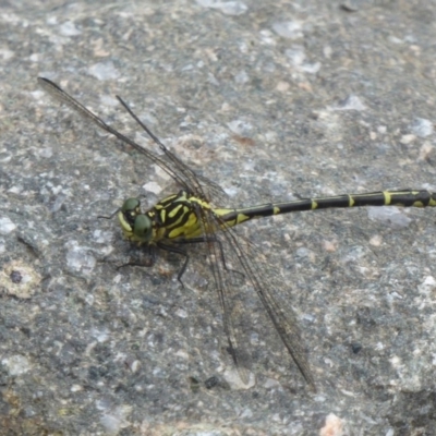 Austrogomphus ochraceus (Jade Hunter) at Cotter Reserve - 22 Mar 2018 by Christine