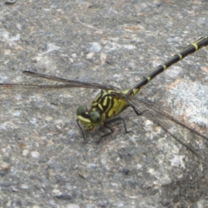 Austrogomphus ochraceus at Uriarra Village, ACT - 22 Mar 2018