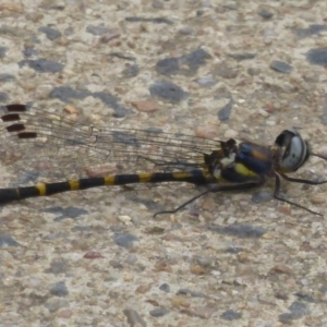 Cordulephya pygmaea at Uriarra Village, ACT - 22 Mar 2018 03:26 PM