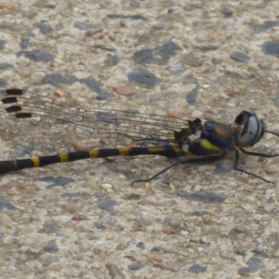 Cordulephya pygmaea (Common Shutwing) at Uriarra Village, ACT - 22 Mar 2018 by Christine