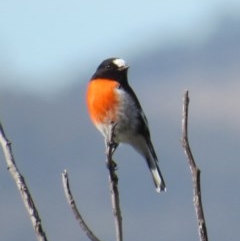 Petroica boodang (Scarlet Robin) at Fadden, ACT - 27 Mar 2018 by KumikoCallaway