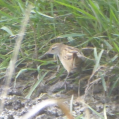 Poodytes gramineus (Little Grassbird) at Fyshwick, ACT - 23 Mar 2018 by Christine