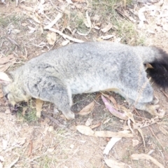 Trichosurus vulpecula (Common Brushtail Possum) at Red Hill Nature Reserve - 27 Mar 2018 by JackyF