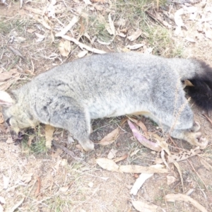 Trichosurus vulpecula at Hughes, ACT - 27 Mar 2018 01:56 PM