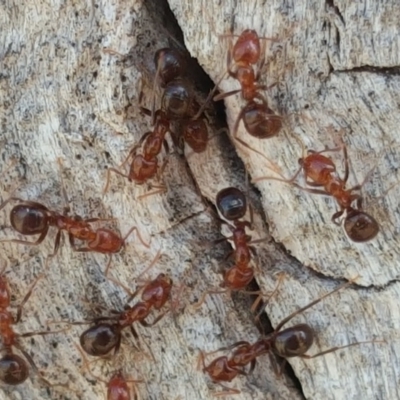 Papyrius nitidus (Shining Coconut Ant) at Symonston, ACT - 27 Mar 2018 by Mike