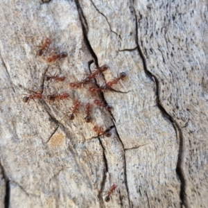 Papyrius nitidus at Symonston, ACT - suppressed