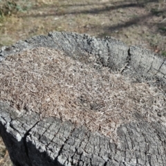 Papyrius nitidus at Symonston, ACT - suppressed