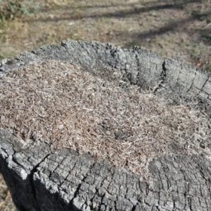 Papyrius nitidus at Symonston, ACT - 27 Mar 2018