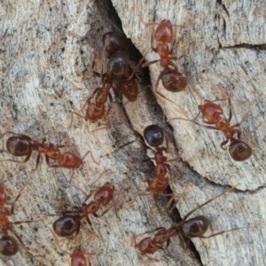 Papyrius nitidus at Symonston, ACT - suppressed