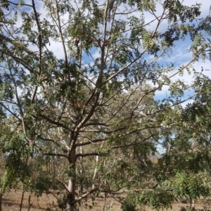 Sorbus domestica at Symonston, ACT - 27 Mar 2018 03:56 PM