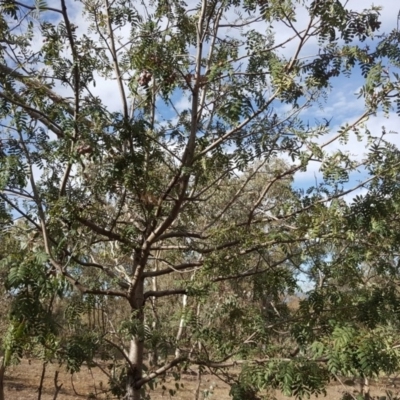 Sorbus domestica (Service Tree) at Mount Mugga Mugga - 27 Mar 2018 by Mike