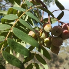 Sorbus domestica at Symonston, ACT - 27 Mar 2018 03:56 PM