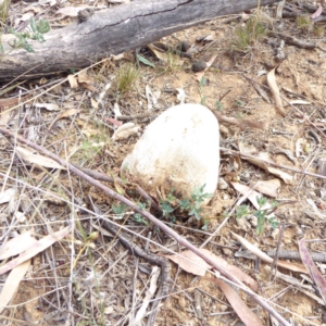 Pisolithus sp. at Hughes, ACT - 3 Apr 2018 10:38 AM